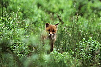 Red Fox (Vulpes vulpes) kit among green grasses, Europe