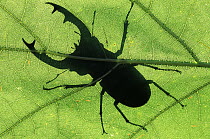Stag Beetle (Lucanus cervus) silhouette of male stag beetle on leaf, Europe