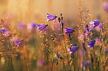 Bluebell (Campanula rotundifolia) flowers in meadow, Europe