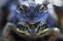 Moor Frog (Rana arvalis) mating pair, close up of faces, Europe