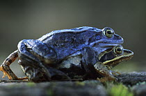 Moor Frog (Rana arvalis) pair mating, Europe