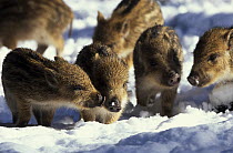 Wild Boar (Sus scrofa) group of young wild boar in the snow, Europe