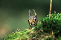 Eurasian Red Squirrel (Sciurus vulgaris) peeking over mossy mound in forest, Europe