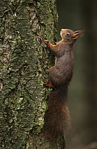 Eurasian Red Squirrel (Sciurus vulgaris) on tree trunk, Europe