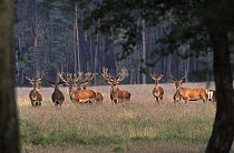 Red Deer (Cervus elaphus) herd of bucks in meadow, Europe