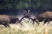 Red Deer (Cervus elaphus) bucks sparring during rut, Europe