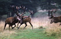 Red Deer (Cervus elaphus) bucks sparring during rut, Europe