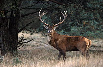 Red Deer (Cervus elaphus) buck portrait, Europe