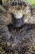 Brown-breasted Hedgehog (Erinaceus europaeus) lying on his back, Europe