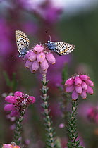 Silver-studded Blue (Plebejus argus) two butterflies on flowering Heath, Europe