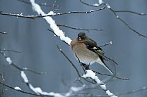 Chaffinch (Fringilla coelebs) male on snow covered branch, Europe