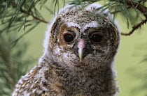 Tawny Owl (Strix aluco) owlet portrait, Europe