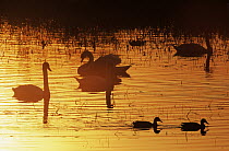 Mute Swan (Cygnus olor) group and ducks swimming in evening light, Europe