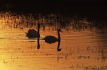 Mute Swan (Cygnus olor) pair swimming in evening light, Europe