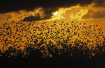 Common Starling (Sturnus vulgaris) flock at sunset, Europe