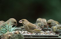 European Greenfinch (Chloris chloris) on bird feeding table, Europe