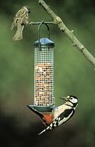 Great Spotted Woodpecker (Dendrocopos major) on bird feeder, Europe