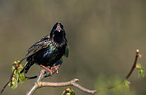 Common Starling (Sturnus vulgaris) calling from perch, Europe