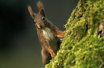 Eurasian Red Squirrel (Sciurus vulgaris) on moss covered tree trunk, Europe