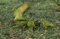 Blue-crowned Parakeet (Aratinga acuticaudata) group feeding on ground, Pantanal, Brazil