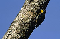 Yellow-fronted Woodpecker (Melanerpes flavifrons) at nest entrance in tree trunk, Brazil