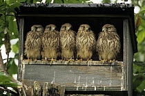 Eurasian Kestrel (Falco tinnunculus) group of five juveniles in nesting box, Europe