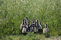 Common Shelduck (Tadorna tadorna) group of thirteen ducklings, Europe