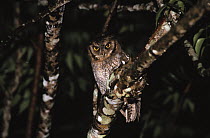 Tropical Screech Owl (Otus choliba) portrait at night, Guyana
