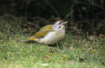 Grey-headed Woodpecker (Picus canus) on grassy field, Europe