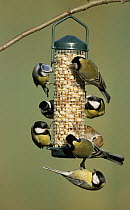 Great Tit (Parus major) and Blue Tit (Cyanistes caeruleus) flock feeding on bird feeder in winter, Europe
