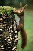 Eurasian Red Squirrel (Sciurus vulgaris) portrait on moss and fungus-covered tree stump, Europe