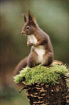 Eurasian Red Squirrel (Sciurus vulgaris) portrait on moss and fungus-covered tree stump, Europe