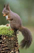 Eurasian Red Squirrel (Sciurus vulgaris) on moss and fungus-covered tree stump with a nut in its mouth, Europe