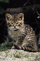 Wild Cat (Felis silvestris) portrait of kitten, Europe