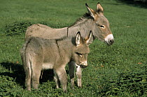 Donkey (Equus asinus) female with colt, Europe