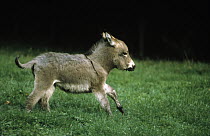 Donkey (Equus asinus) colt running through field, Europe