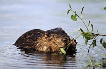 European Beaver (Castor fiber) feeding on waterside vegetation, Europe