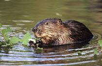 European Beaver (Castor fiber) feeding on waterside vegetation, Europe