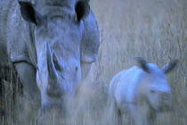 White Rhinoceros (Ceratotherium simum) adult with baby, Africa