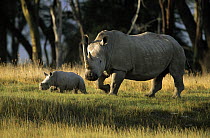 White Rhinoceros (Ceratotherium simum) adult with young, Africa