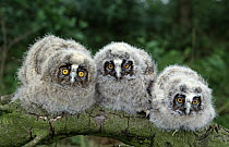 Long-eared Owl (Asio otus) three owlets on branch, Europe