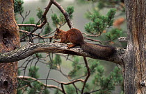 Eurasian Red Squirrel (Sciurus vulgaris) in tree, Europe