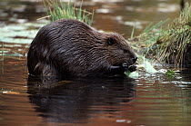 European Beaver (Castor fiber) nibbling vegetation in shallow water, Europe