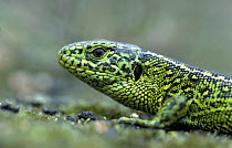 Sand Lizard (Lacerta agilis) close up, Europe