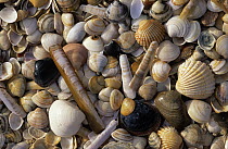 Selection of bivalve shells