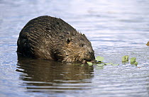 European Beaver (Castor fiber) feeding on vegetation in shallow water, Europe