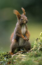 Eurasian Red Squirrel (Sciurus vulgaris) sitting upright, Europe