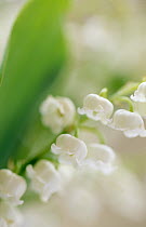 Lily of the Valley (Convallaria majalis), Europe