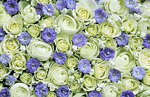 Close up of white roses with purple and white flowers among them