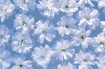 Close up of white floral pattern in sunshine